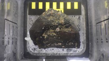 Media type: image;   Invertebrate Zoology 153105 Description: live specimen;
